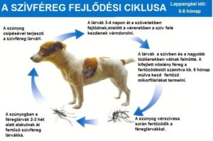 2.szivferegciklus