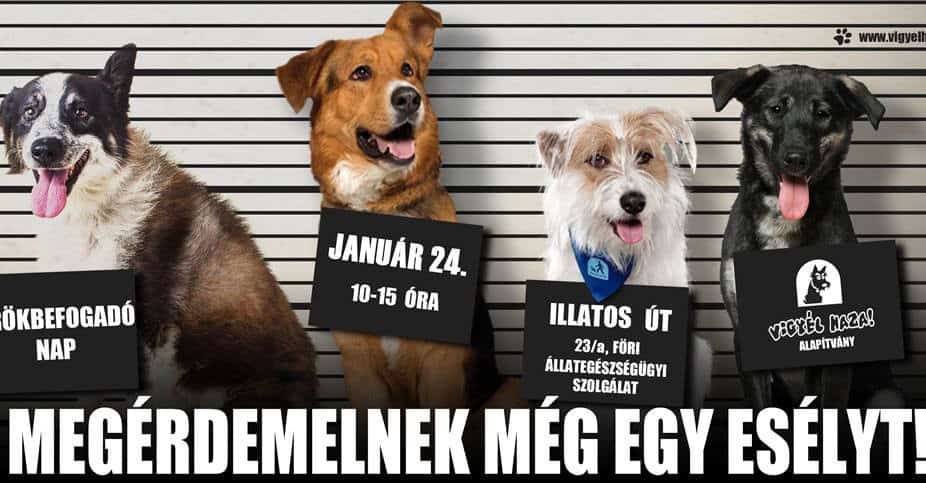 örökbefogadó